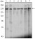 CHD3 Primary Antibody MP20422 [M2G4]