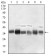 PPP1CB Primary Antibody MP30653 [M6G10C1]