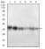 PPP1CB Primary Antibody MP30661 [M8A7C7]