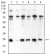 CBX5 Primary Antibody MP30923 [M1B10B2]