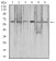 CFHR5 Primary Antibody MP30986 [M3A10A5]