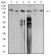 SMARCA1 Primary Antibody MP31205 [M2H7B9]