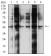 CD107b Primary Antibody MP31378 [M8E2F2]