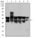 CDK2 Primary Antibody MP30341 [M1A6]
