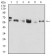 CK5 Primary Antibody MP30891 [M2C8E4]