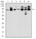 DDX20 Primary Antibody MP30899 [M1C9F6]