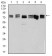 DDX3X Primary Antibody MP30949 [M3B9E3]