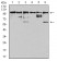 ZFP91 Primary Antibody MP31085 [M8C3D5]