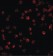Anti-BTK Antibody (N-Terminus) MX-C455