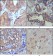 WNT5A Primary Antibody MP20340 [M3D10]