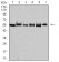 TRAF2 Primary Antibody MP31045 [M4A12D9]