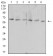 HAVCR1 Primary Antibody MP31246 [M3D9F5]