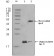 ApoO Primary Antibody  MP20321 [M2F1]