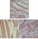 MUSK Primary Antibody MP20347 [M10A4]