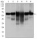 CK5 Primary Antibody MP30349 [M2C2]