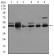 MAPK8 Primary Antibody MP30369 [M1E5]