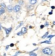 CD3E Primary Antibody MP30036R rabbit pAb