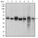 MAPK14 Primary Antibody MP30491 [M8G4D11]