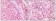 TIMP-3 Primary Antibody MP20058 [MN/A]