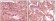 SRA Primary Antibody MP20074 [M1D4H8]