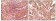 SRA Primary Antibody MP20075 [M7H1G1]