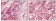Fibulin 5 Primary Antibody MP20079 [M3F10A5]