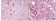CIB1 Primary Antibody MP20087 [M5A1F5E12]