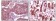ERK2 Primary Antibody MP20092 [M4C11]