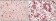 ELK1 Primary Antibody MP20101 [M3H6D12]