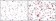 GFP Primary Antibody MP20144 [M4B10B2]