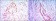 CDC27 Primary Antibody MP30064 [M5C12]