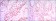 SIRT1 Primary Antibody MP30086 [M1F3]