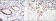 KLF4 Primary Antibody MP30105 [M1E6]