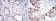 CCNB1 Primary Antibody MP30116 [M1B10]