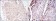 CRTC2 Primary Antibody MP30120 [M5B10]