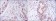 NACC1 Primary Antibody MP30137 [M6H2]