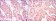 CARM1 Primary Antibody MP30153 [M3H2]