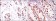 PRKDC Primary Antibody MP30170 [M3H6]