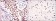 PRKDC Primary Antibody MP30170 [M3H6]