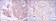EIF4E Primary Antibody MP30189 [M5D11]