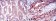 EIF4E Primary Antibody MP30189 [M5D11]