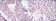 HSP60 Primary Antibody MP30193 [M3G8]