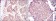 HIF1A Primary Antibody MP30195 [M1A3]