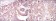 HIF1A Primary Antibody MP30195 [M1A3]