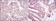 RBP4 Primary Antibody MP30196 [M4C2]