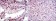 GRK2 Primary Antibody MP30199 [M3F8]