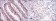 CDK9 Primary Antibody MP30211 [M1B5A7]