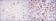 CDK9 Primary Antibody MP30211 [M1B5A7]