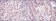 CDK9 Primary Antibody MP30212 [M1B5D10]