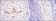 HSP27 Primary Antibody MP30213 [M5D7]